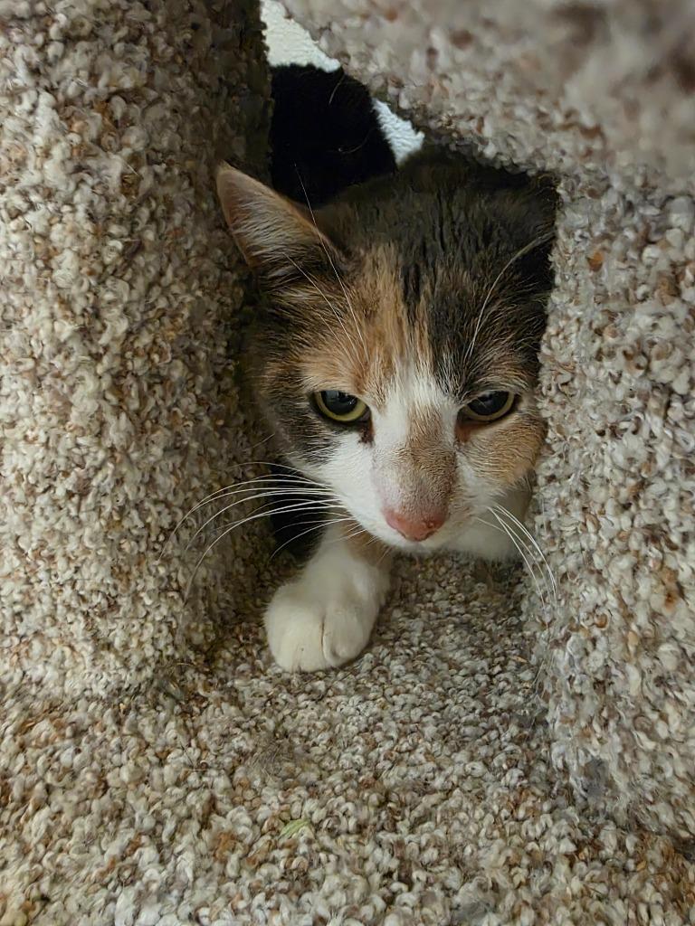 Enlarge Willow, a Adoptable mixed breed in Gold Beach, OR image 1/2