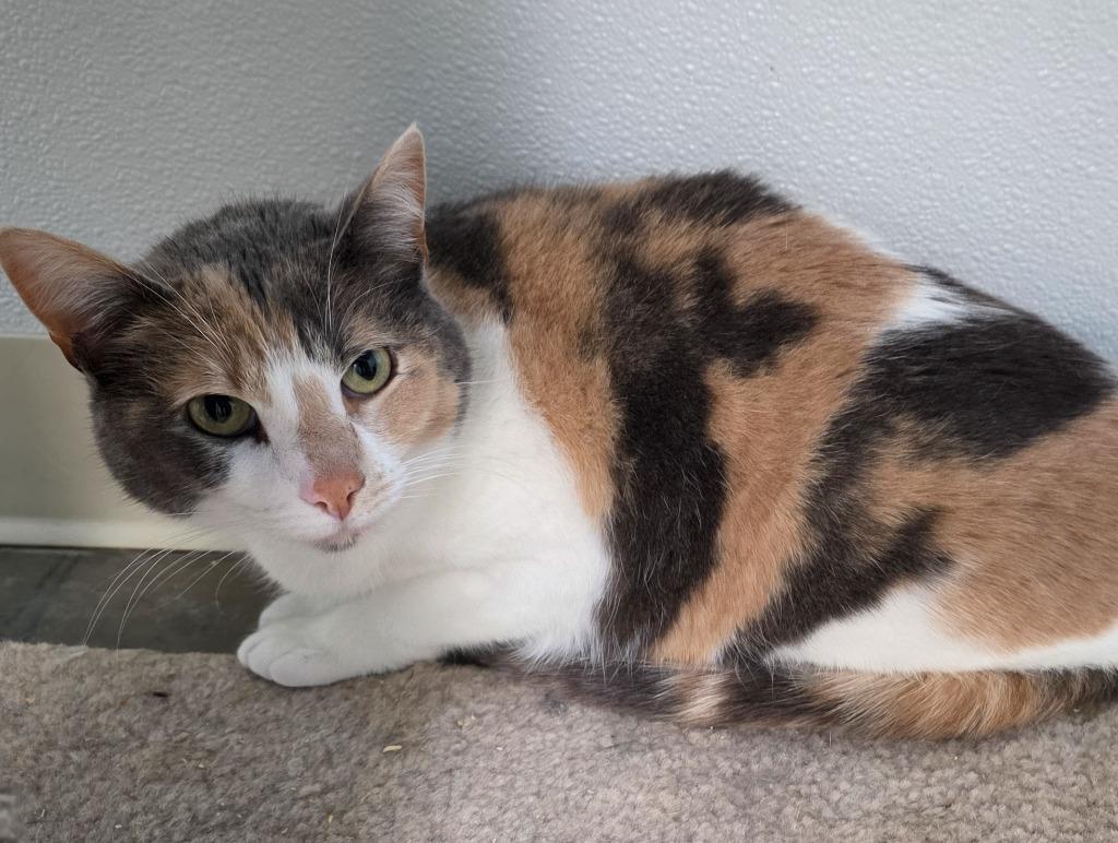 Enlarge Willow, a Adoptable mixed breed in Gold Beach, OR image 2/2