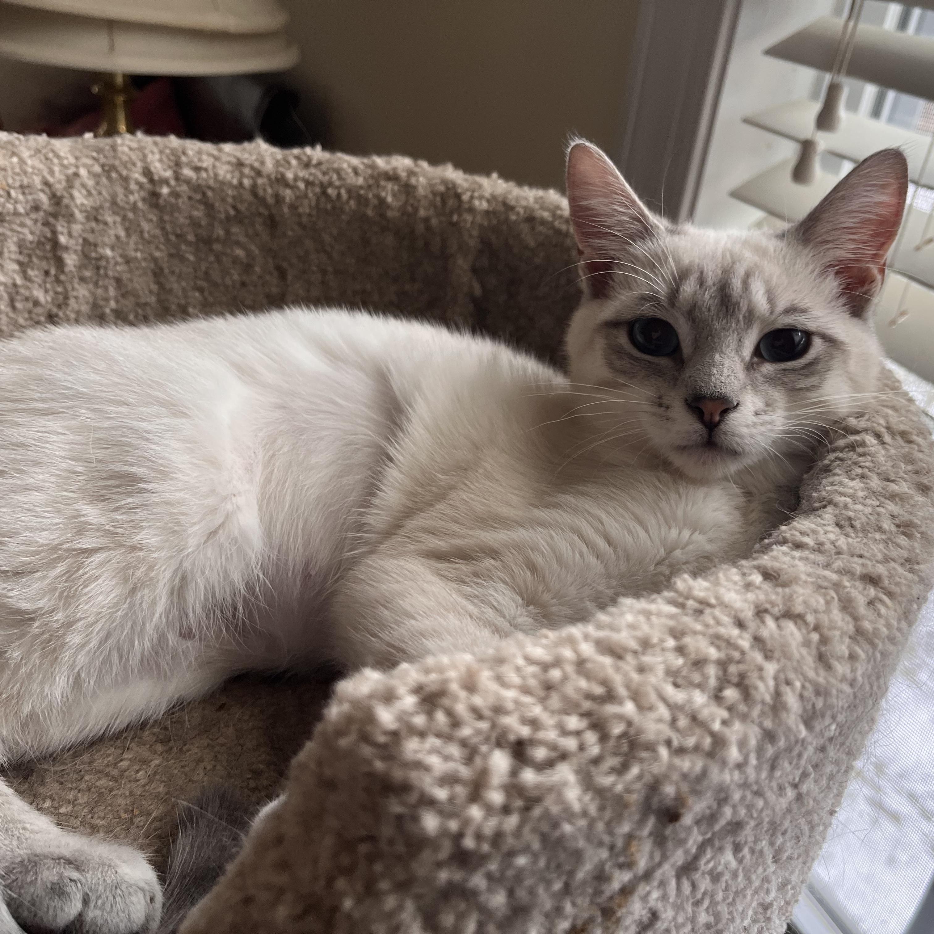 Gabriella, adopted, Kitten Female Siamese.