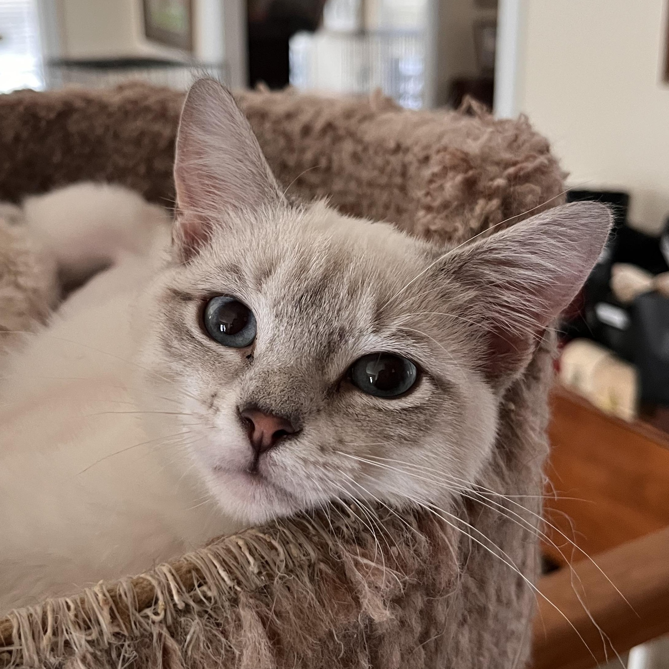 Gabriella, an adopted Siamese in Landenberg, PA image 2/2