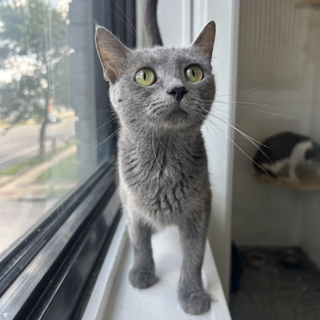 Mama, Adoptable, Young Female Domestic Short Hair.