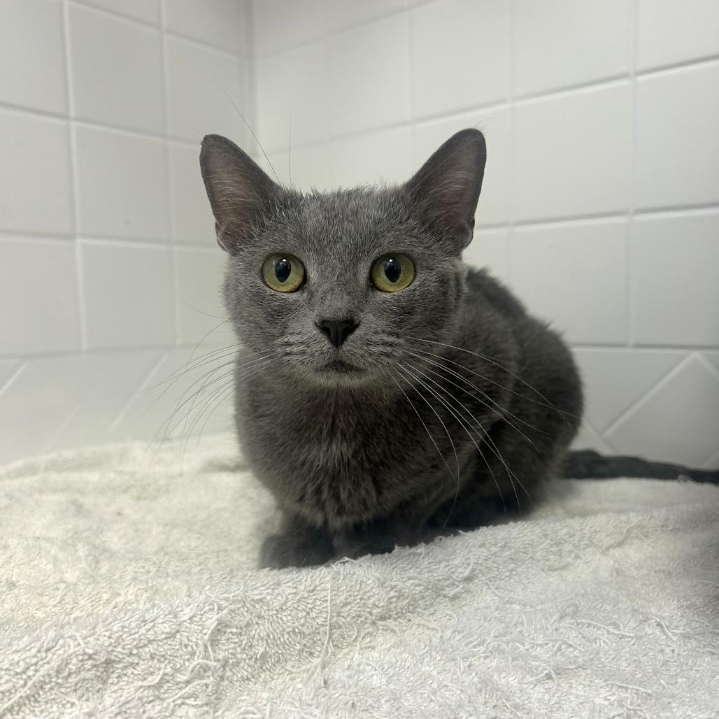 Enlarge Mama, a Adoptable Domestic Short Hair in St. Louis, MO image 2/4