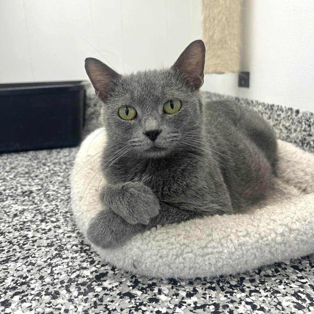Enlarge Mama, a Adoptable Domestic Short Hair in St. Louis, MO image 3/4