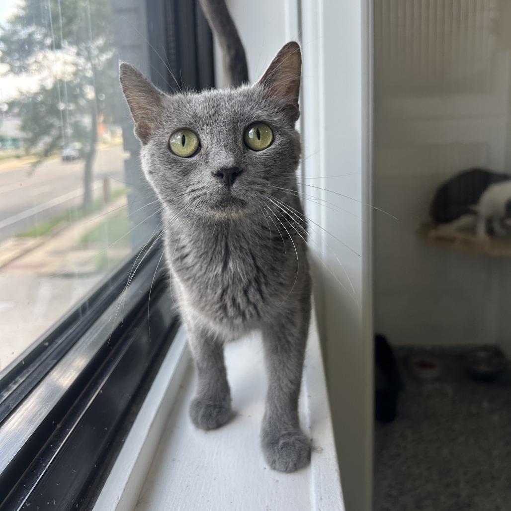 Mama, a Adoptable Domestic Short Hair in St. Louis, MO image 2/2