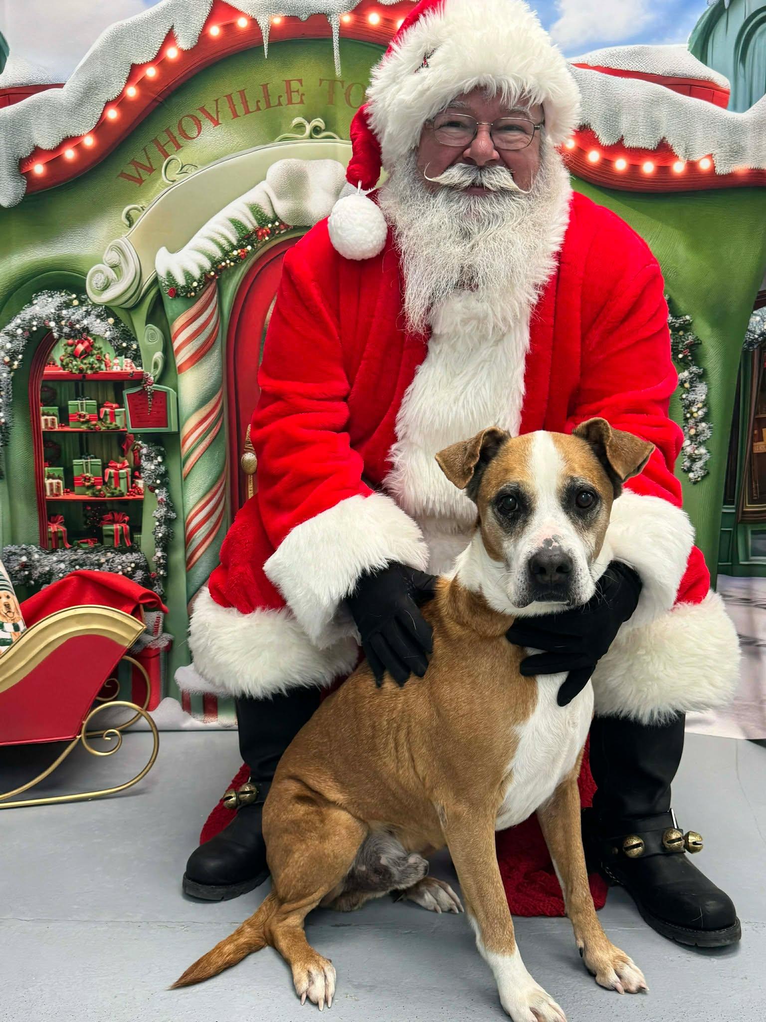 Enlarge Pops (Fully Sponsored-FREE!), an adopted mixed breed in Leitchfield, KY image 1/6