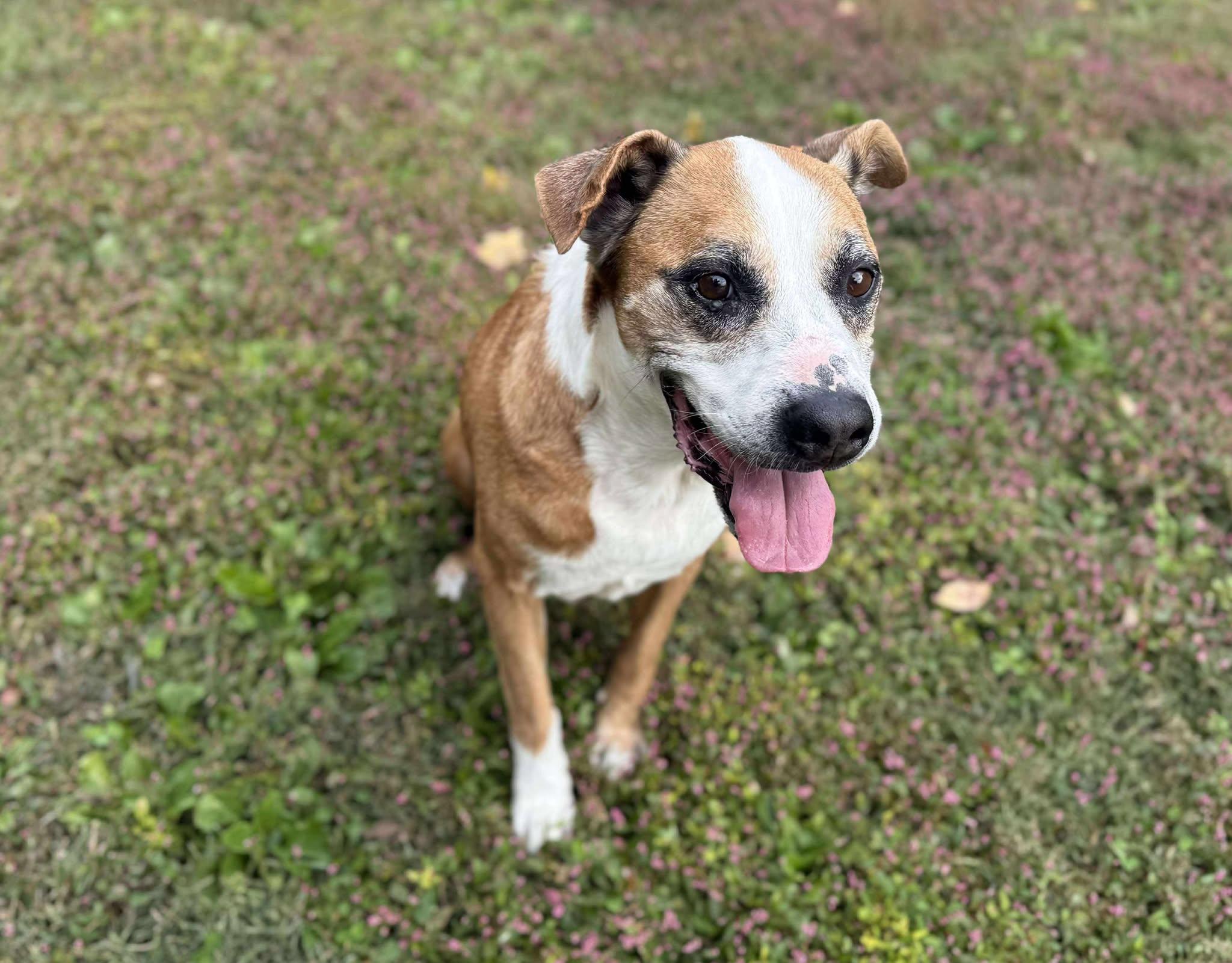 Pops (Fully Sponsored-FREE!), Adoptable, Young Male Mixed Breed.