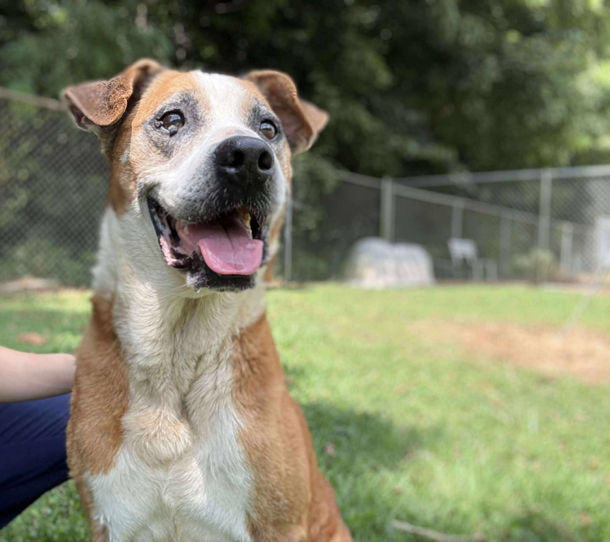 Enlarge Pops (Fully Sponsored-FREE!), an adopted mixed breed in Leitchfield, KY image 3/6