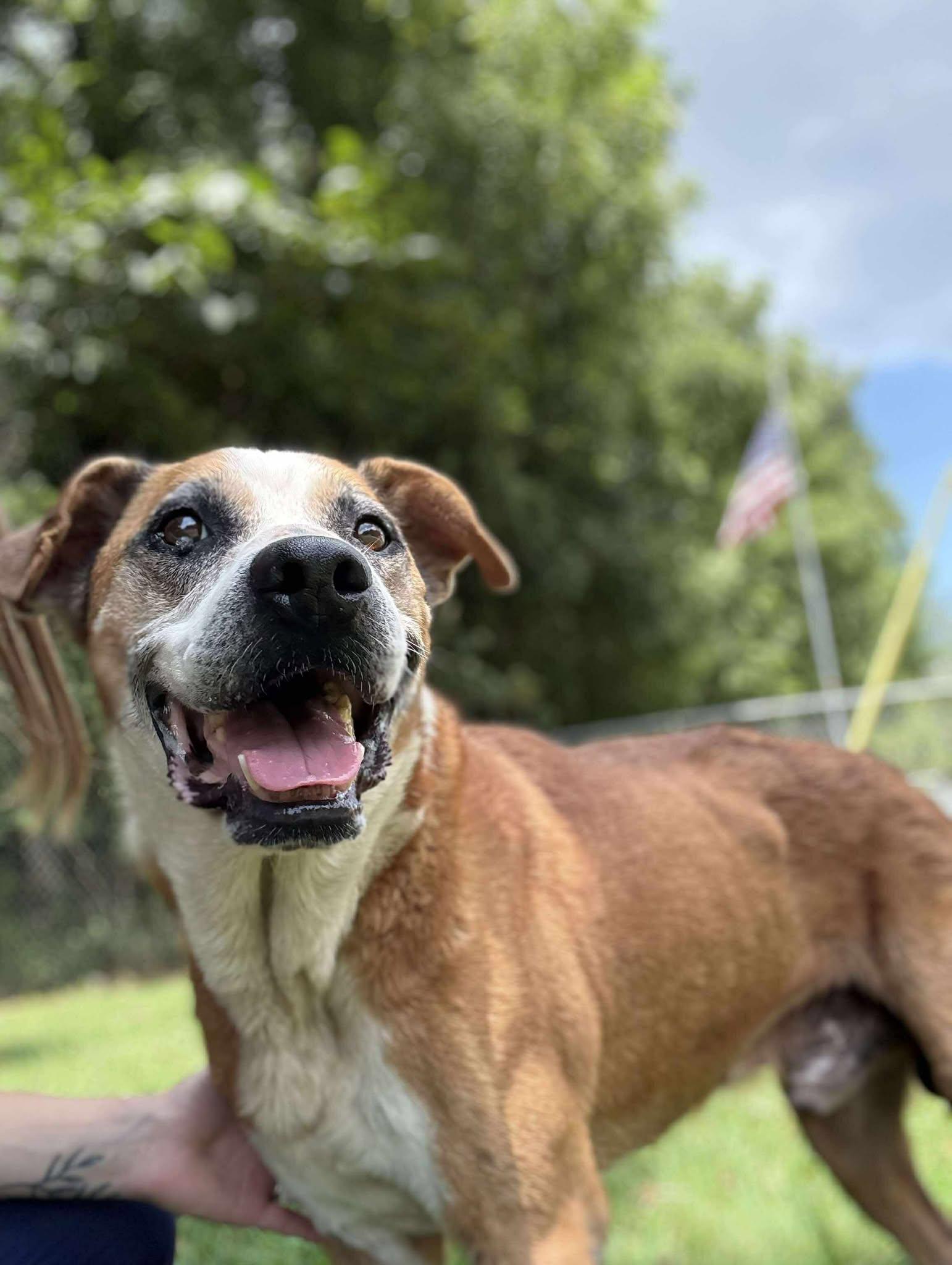 Enlarge Pops (Fully Sponsored-FREE!), an adopted mixed breed in Leitchfield, KY image 6/6