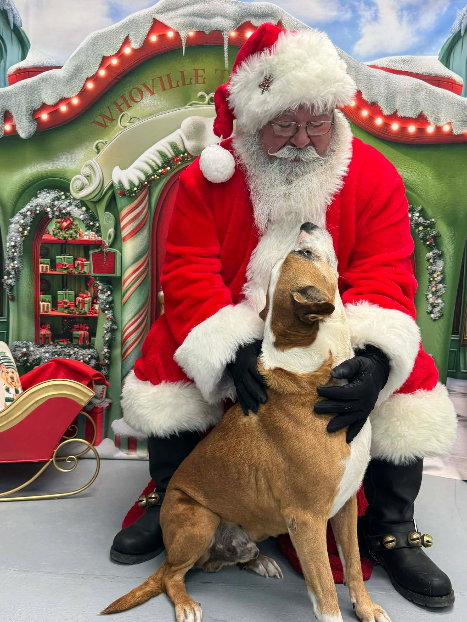 Enlarge Pops (Fully Sponsored-FREE!), an adopted mixed breed in Leitchfield, KY image 4/6