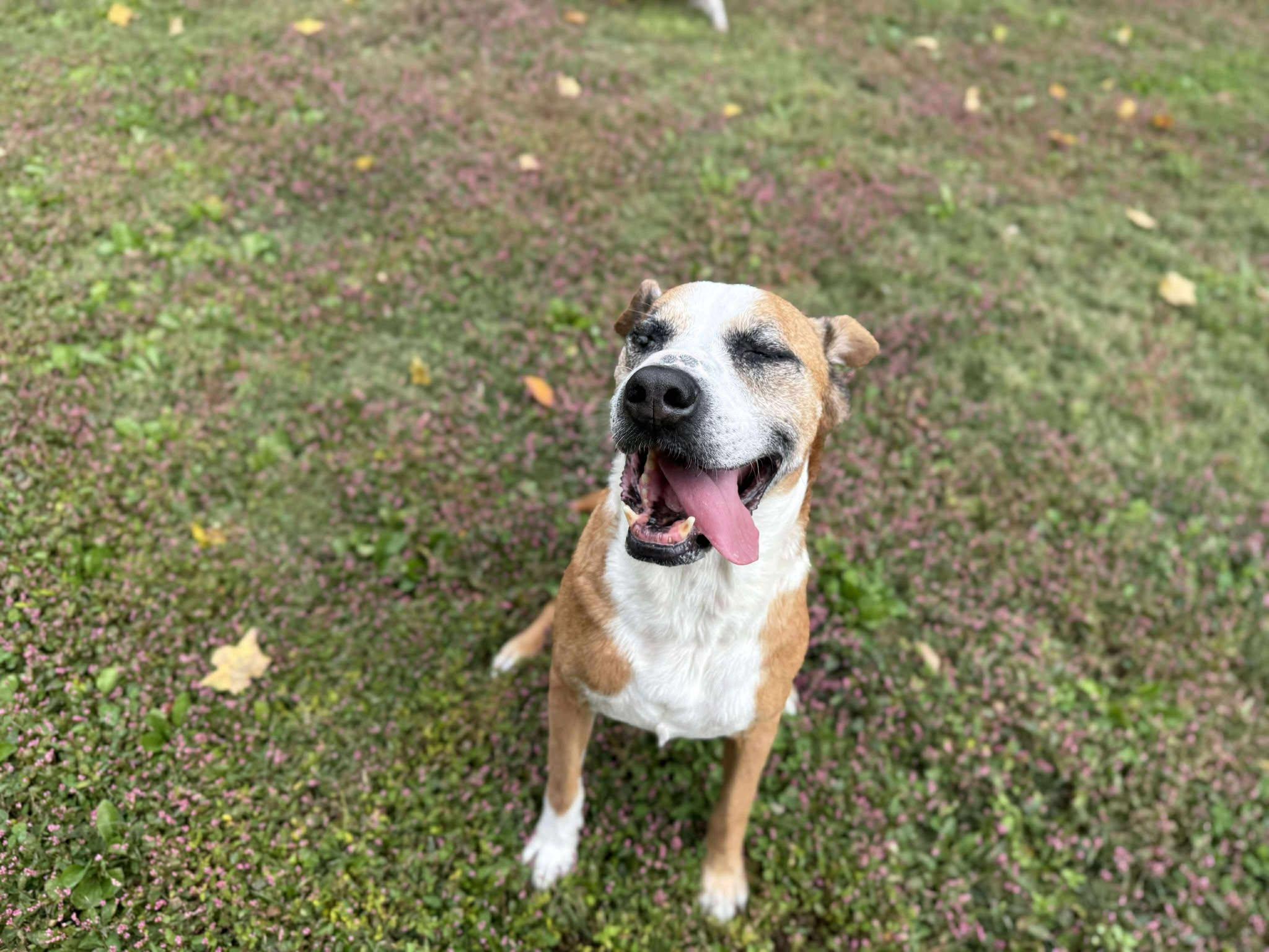 Enlarge Pops (Fully Sponsored-FREE!), an adopted mixed breed in Leitchfield, KY image 5/6