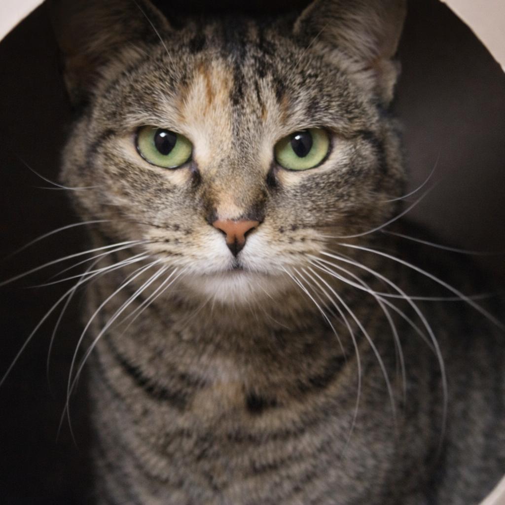 Enlarge Sweet Pea, a Adoptable Calico in Hopewell, VA image 2/3