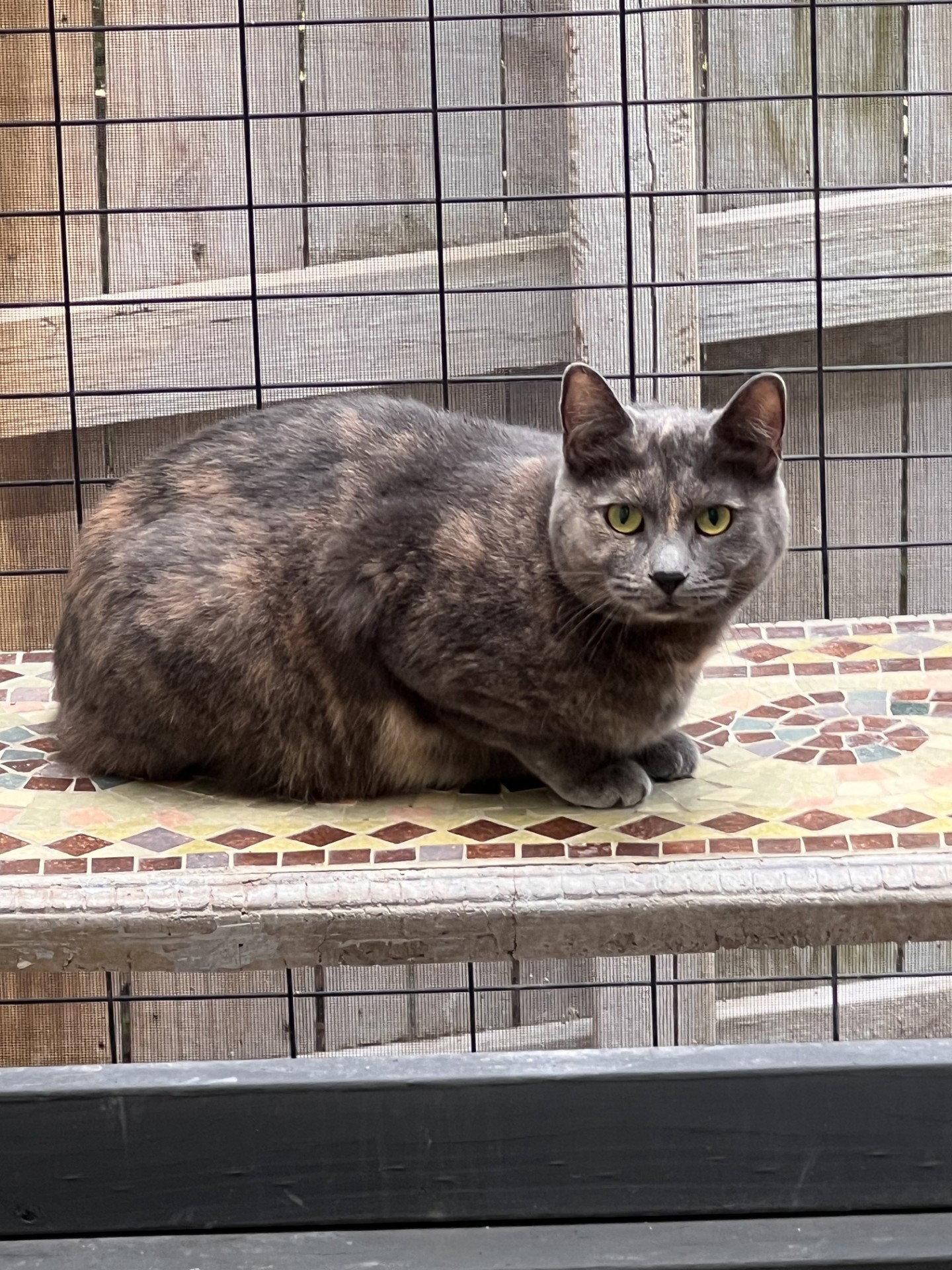 Enlarge Pumpkin, a Adoptable mixed breed in Fayetteville, GA image 2/3