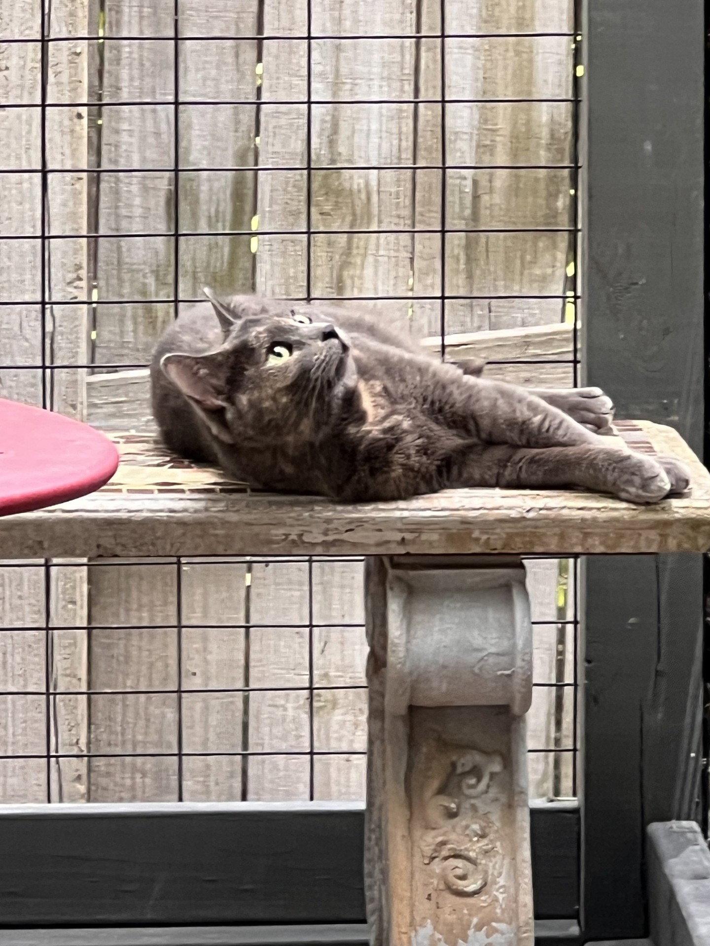 Enlarge Pumpkin, a Adoptable mixed breed in Fayetteville, GA image 3/3