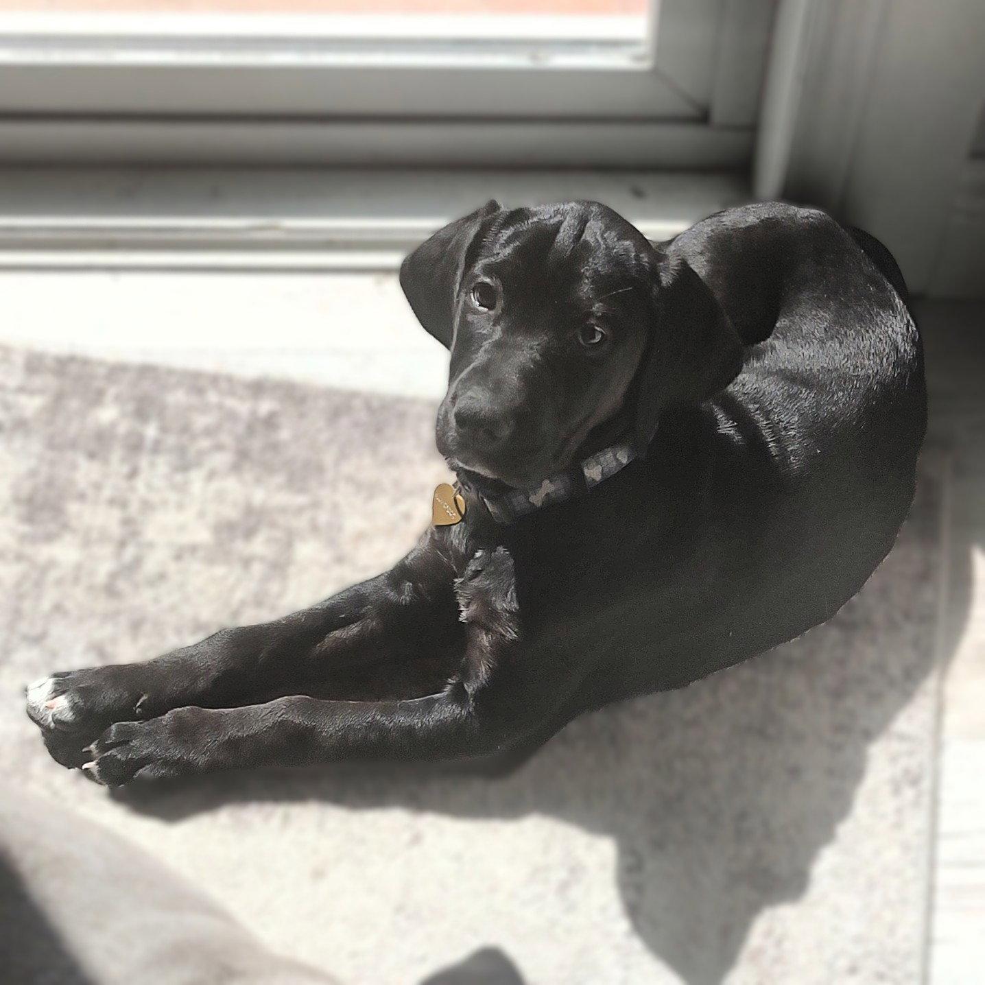 Beeper, Adoptable, Young Female Retriever & Spaniel.