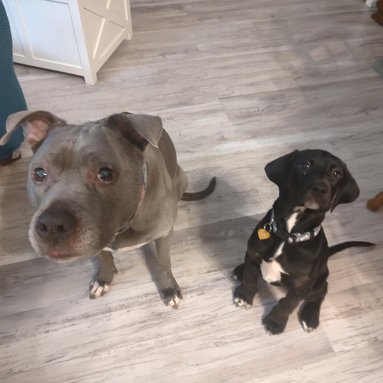 Enlarge Beeper, a Adoptable mixed breed in Fargo, ND image 2/3