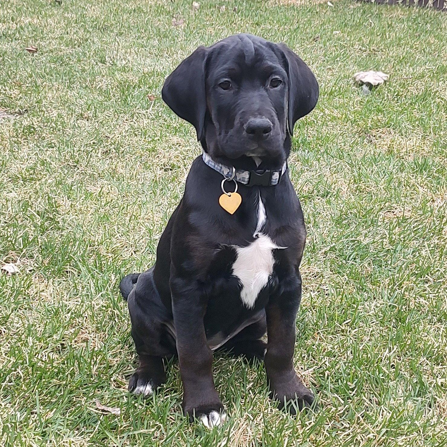 Enlarge Beeper, a Adoptable mixed breed in Fargo, ND image 3/3