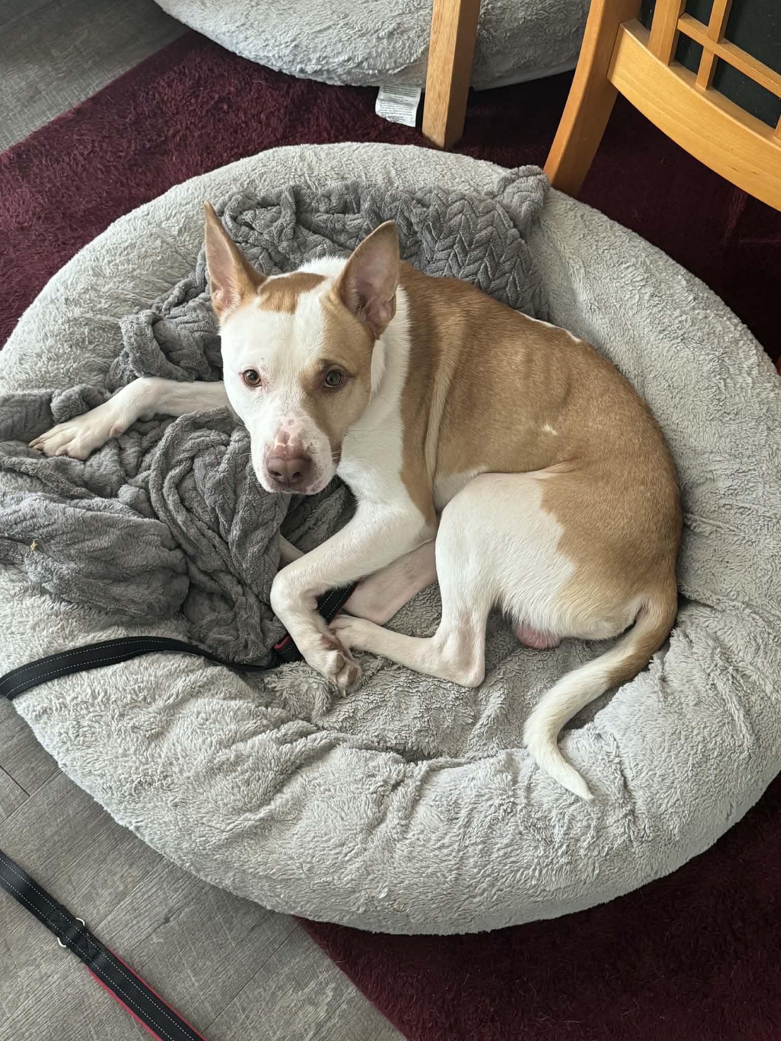 Eugene Thomas! Adoption fee paid! , ADOPTABLE, Adult Male Pit Bull Terrier & Labrador Retriever.