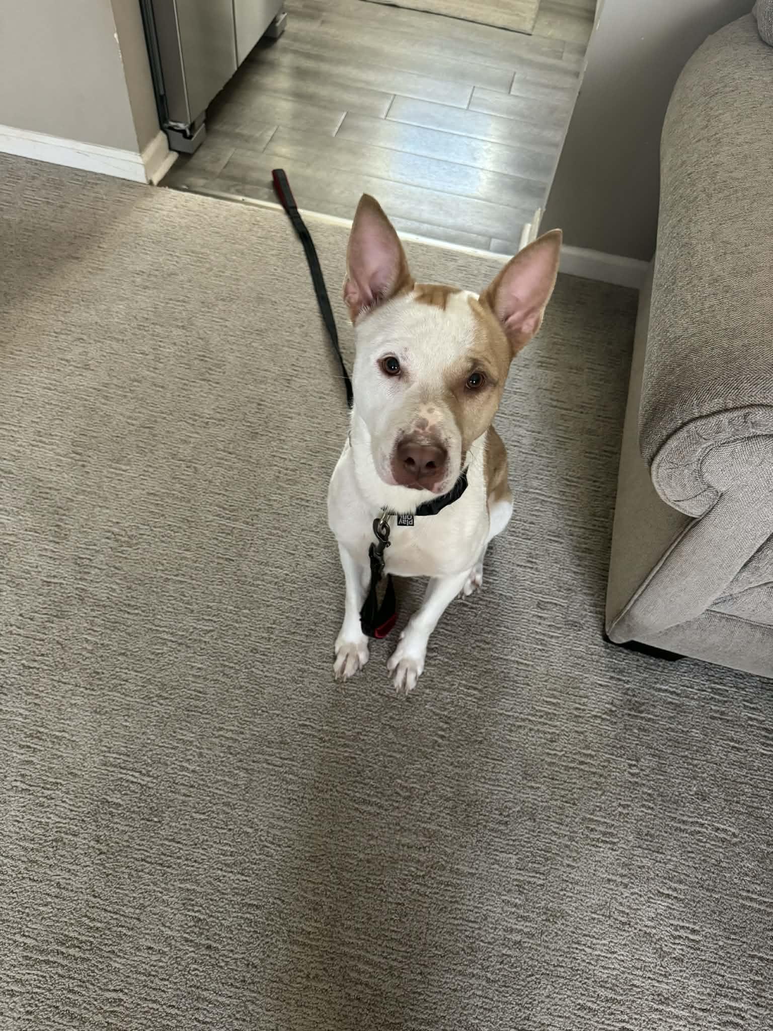 Enlarge Eugene Thomas! Adoption fee paid! , a ADOPTABLE mixed breed in Eastpointe, MI image 3/6