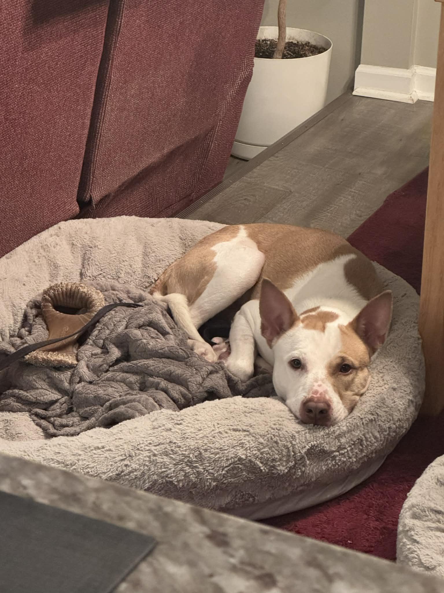 Enlarge Eugene Thomas! Adoption fee paid! , a ADOPTABLE mixed breed in Eastpointe, MI image 4/6