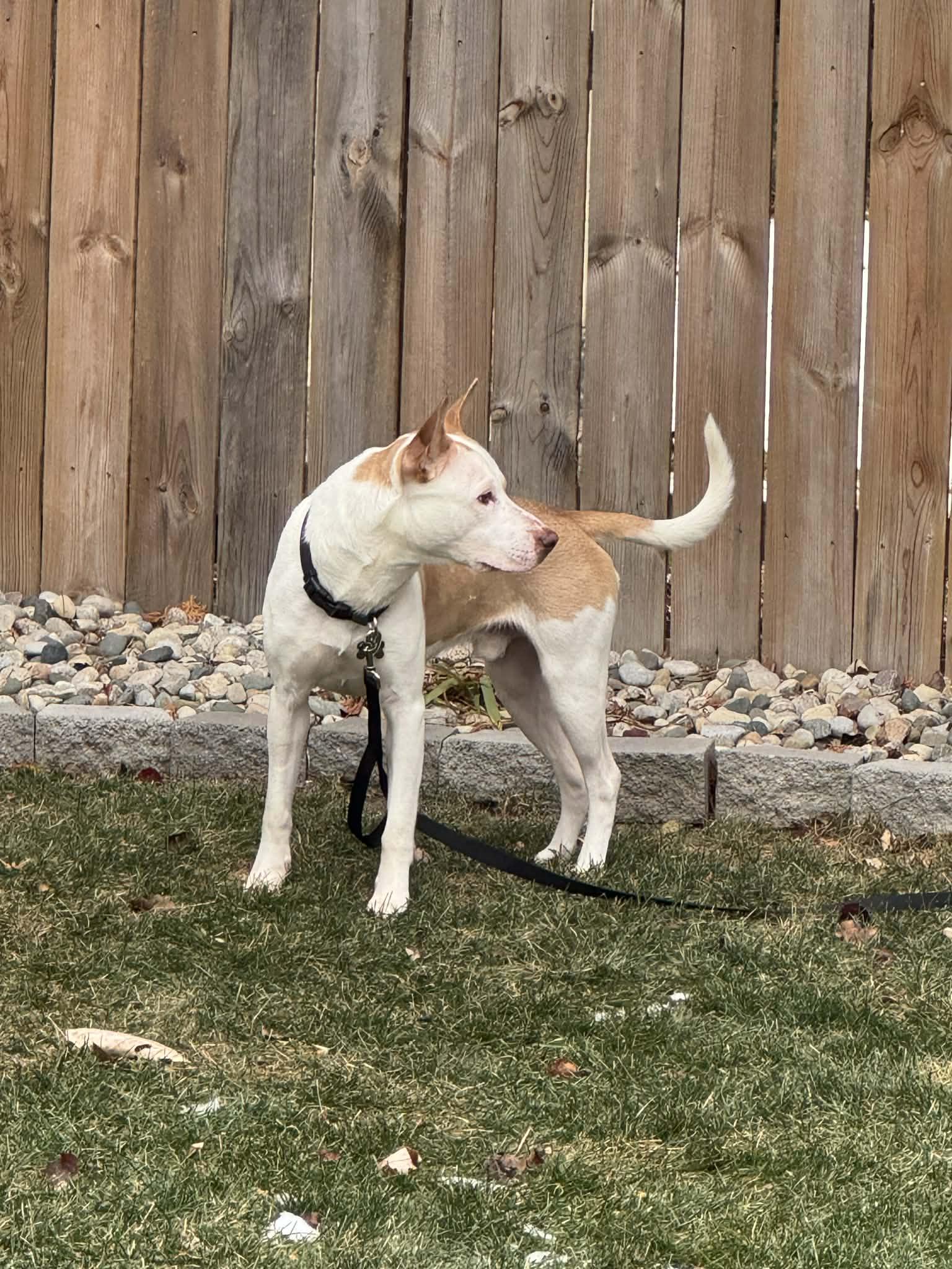 Enlarge Eugene Thomas! Adoption fee paid! , a ADOPTABLE mixed breed in Eastpointe, MI image 6/6