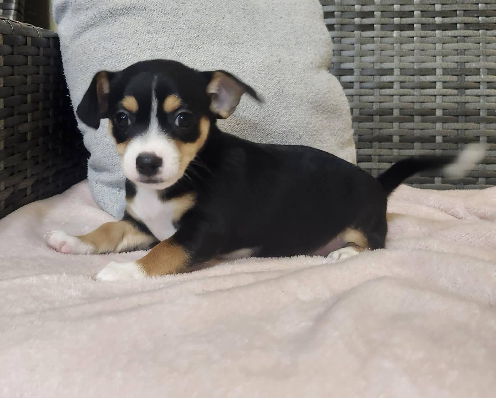 Enlarge Wiggly, an adopted mixed breed in Cosby, TN image 3/4