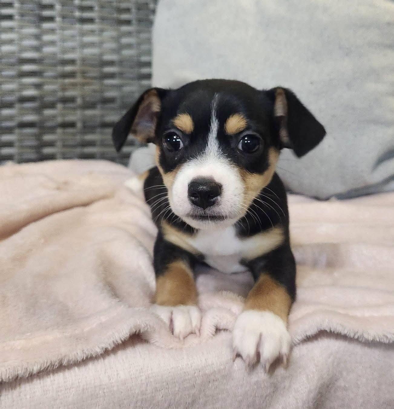 Enlarge Wiggly, an adopted mixed breed in Cosby, TN image 4/4