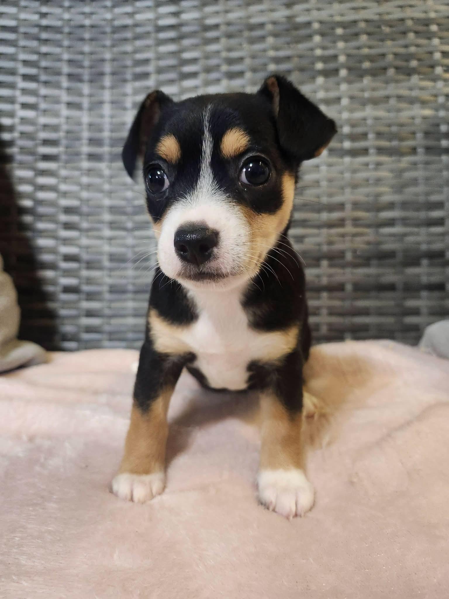 Wiggly, adopted, Puppy Female Chihuahua.