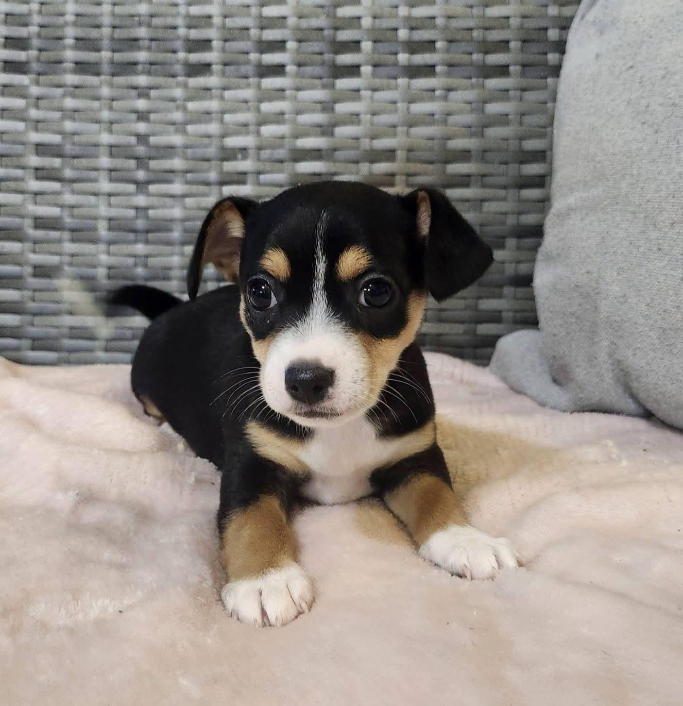 Enlarge Wiggly, an adopted mixed breed in Cosby, TN image 2/4