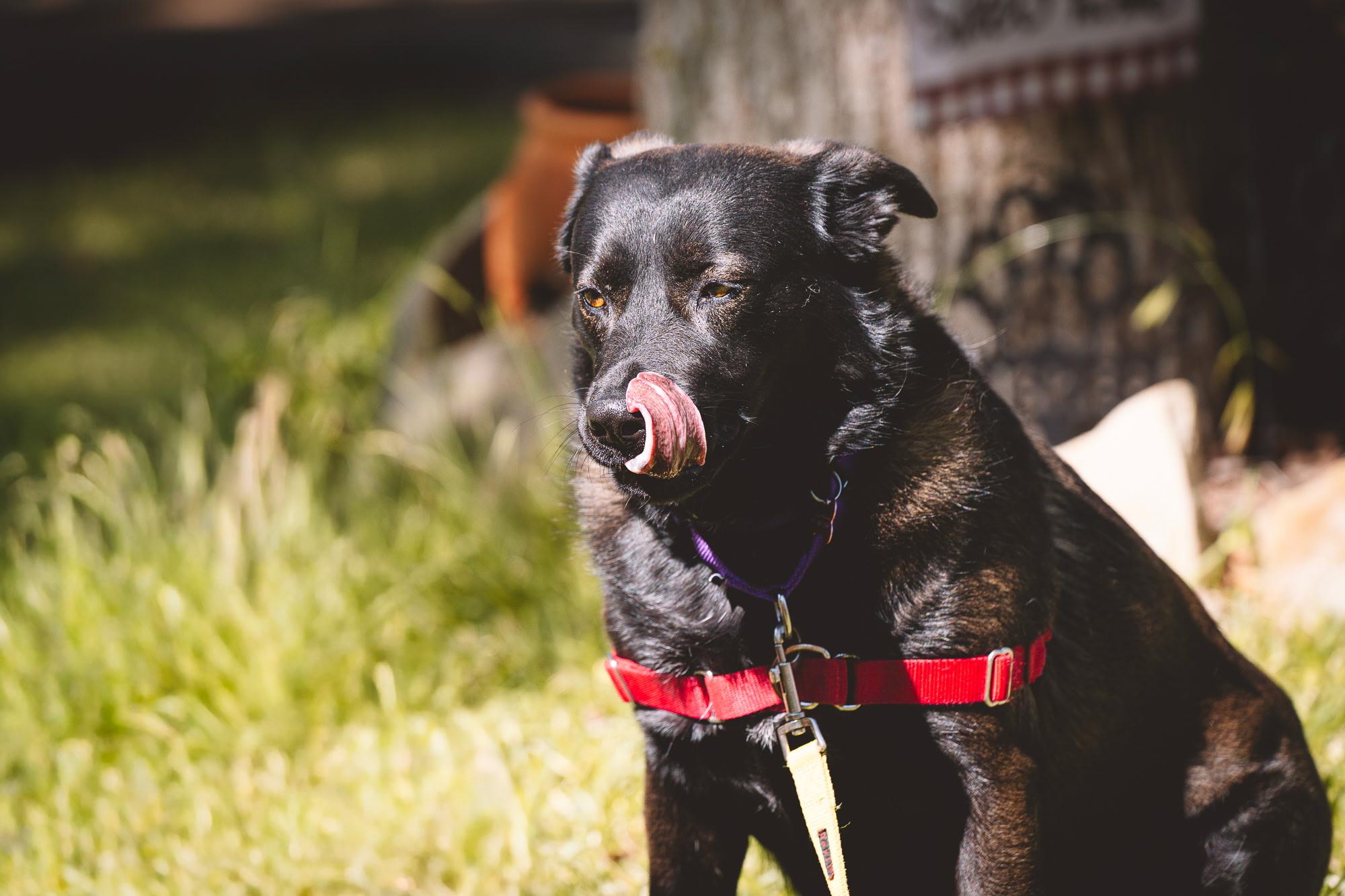 Enlarge Siri, a Adoptable mixed breed in Columbus, OH image 3/6