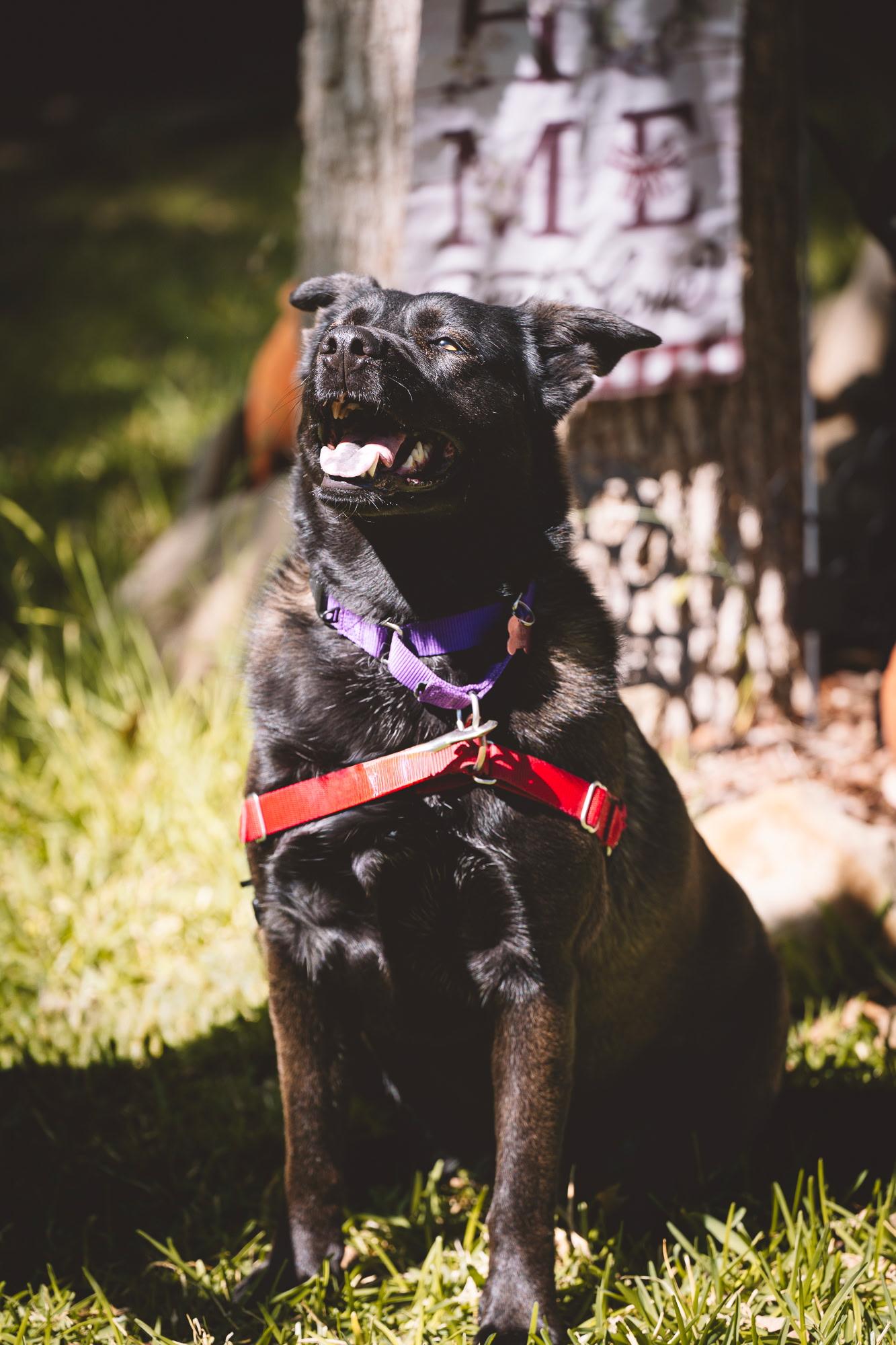 Enlarge Siri, a Adoptable mixed breed in Columbus, OH image 5/6