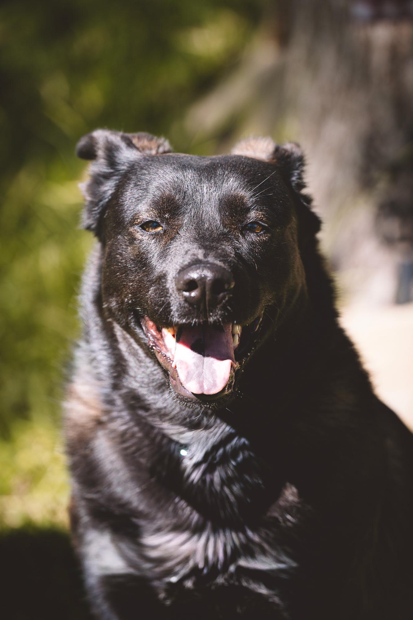 Siri, Adoptable, Adult Female Chow Chow.