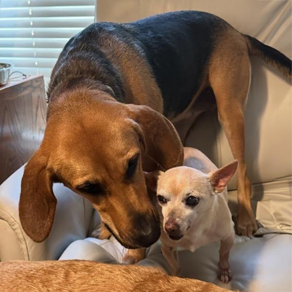 Enlarge Sadie, a Adoptable Treeing Walker Coonhound in Little Rock, AR image 1/4