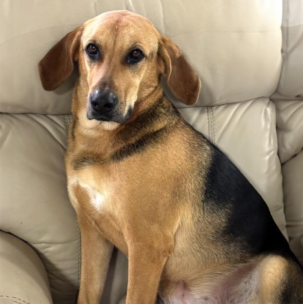 Enlarge Sadie, a Adoptable Treeing Walker Coonhound in Little Rock, AR image 2/4