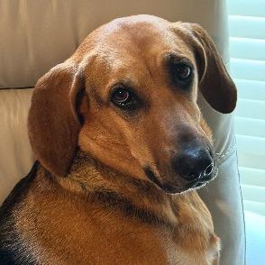 Enlarge Sadie, a Adoptable Treeing Walker Coonhound in Little Rock, AR image 3/6