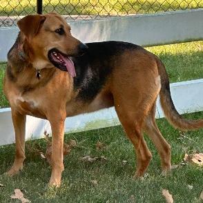 Enlarge Sadie, a Adoptable Treeing Walker Coonhound in Little Rock, AR image 5/6