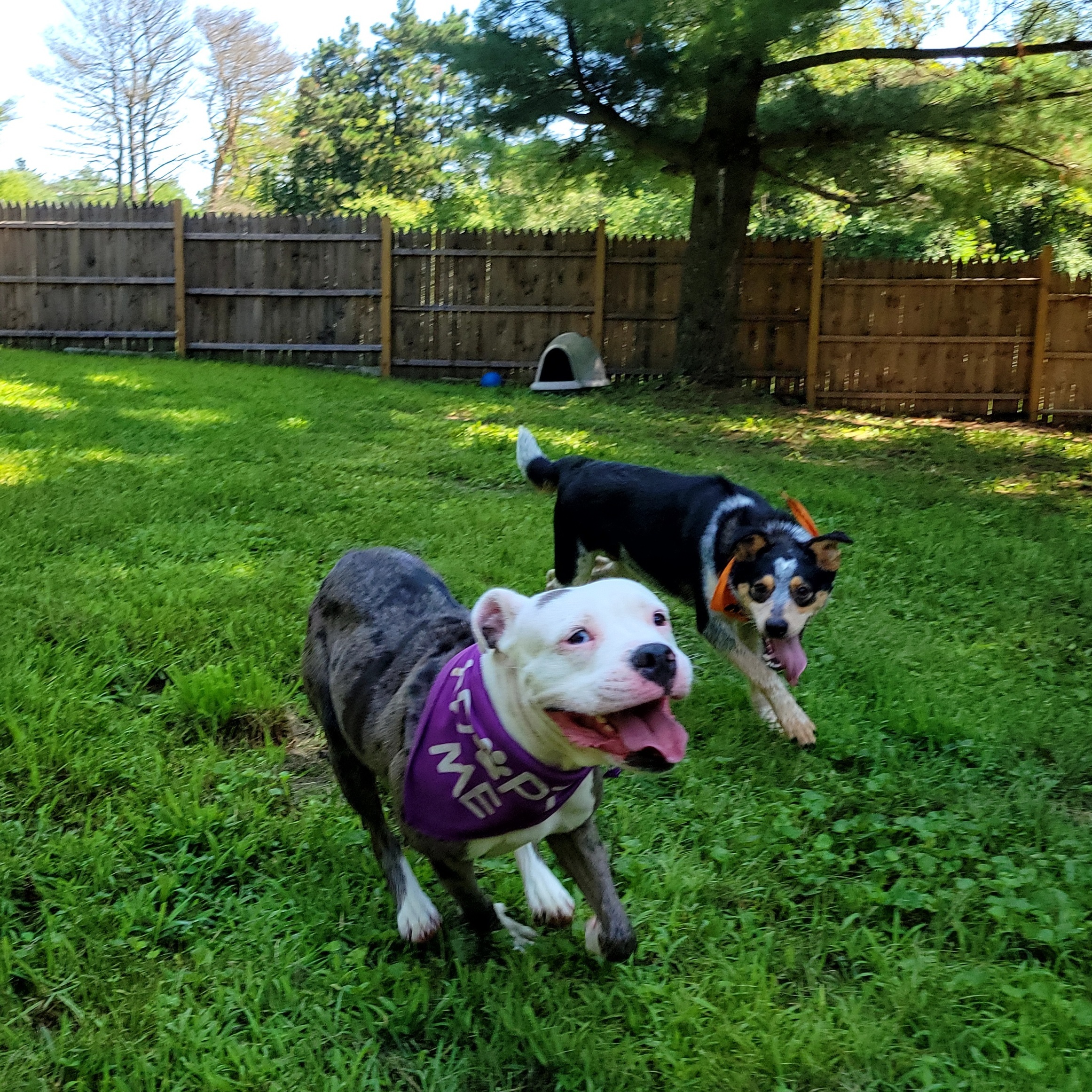 Zoe, Adopted, Young Female American Bulldog & Catahoula Leopard Dog.