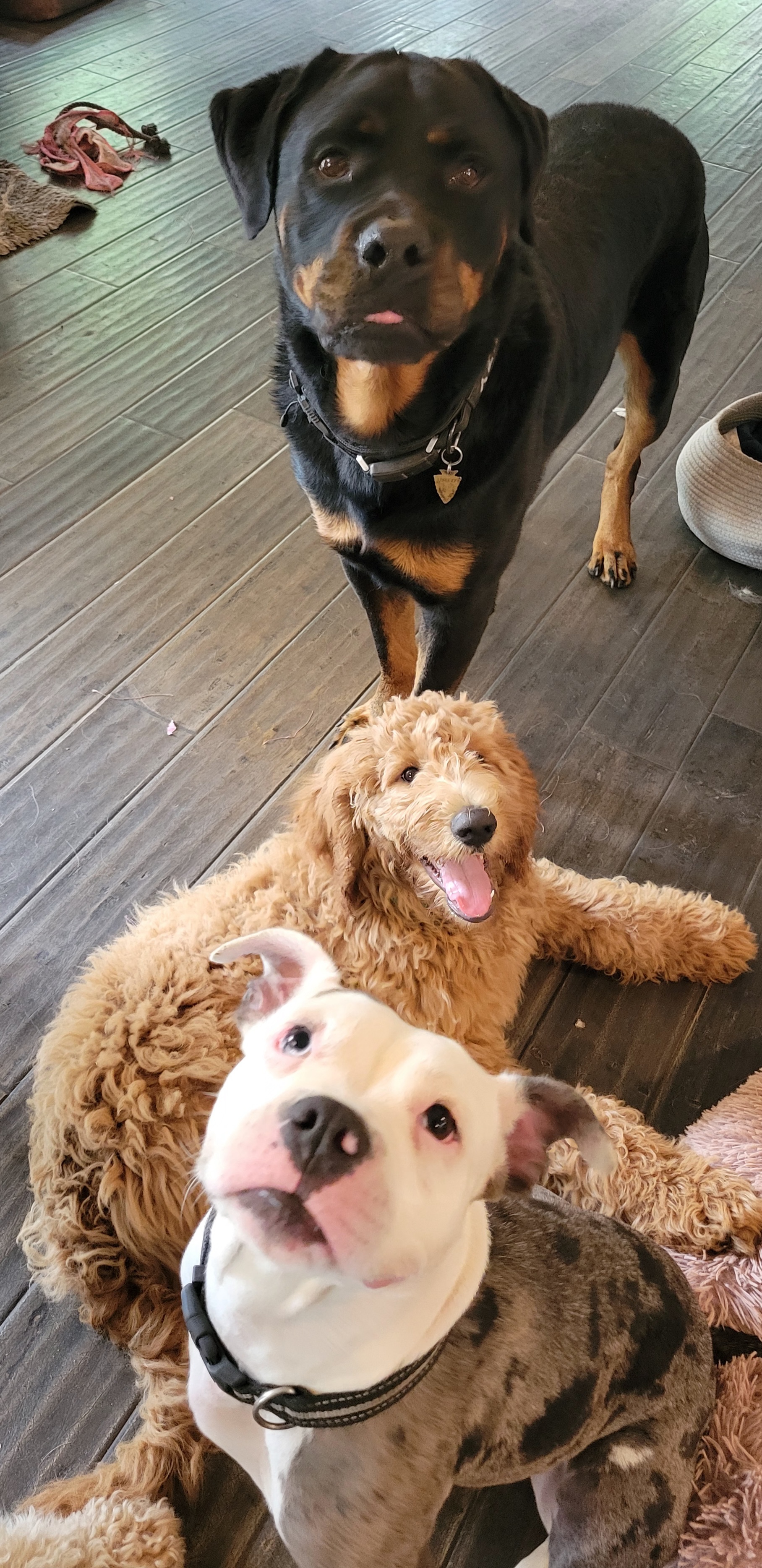 Zoe, a Adopted mixed breed in Ortonville, MI image 2/3