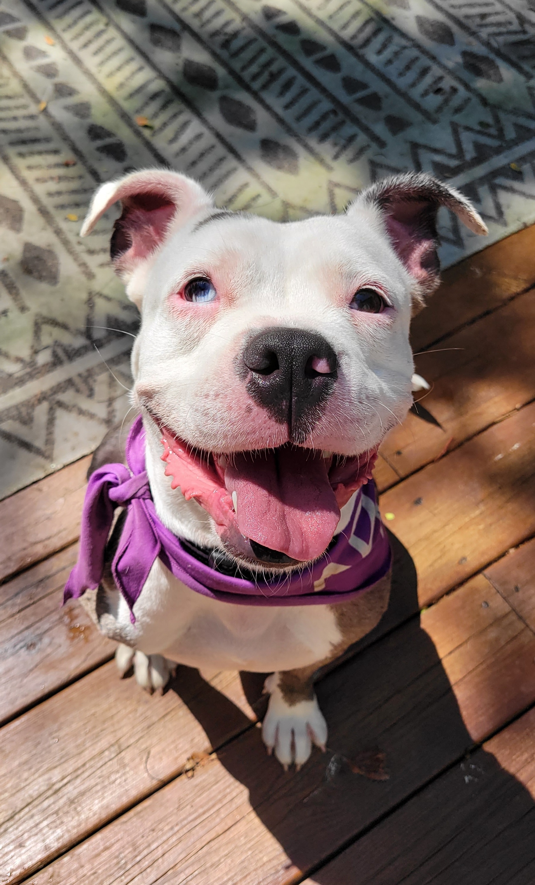 Zoe, a Adopted mixed breed in Ortonville, MI image 3/3