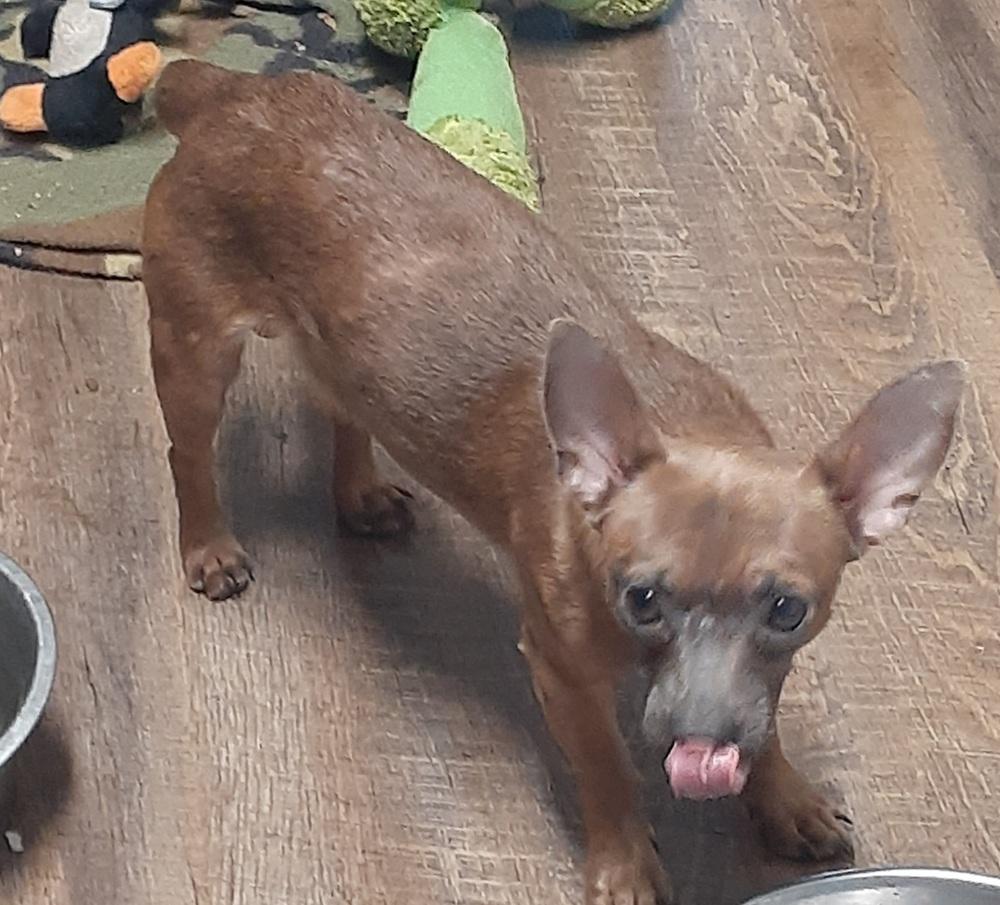 Taz, Adopted, Adult Male Chihuahua & Terrier.