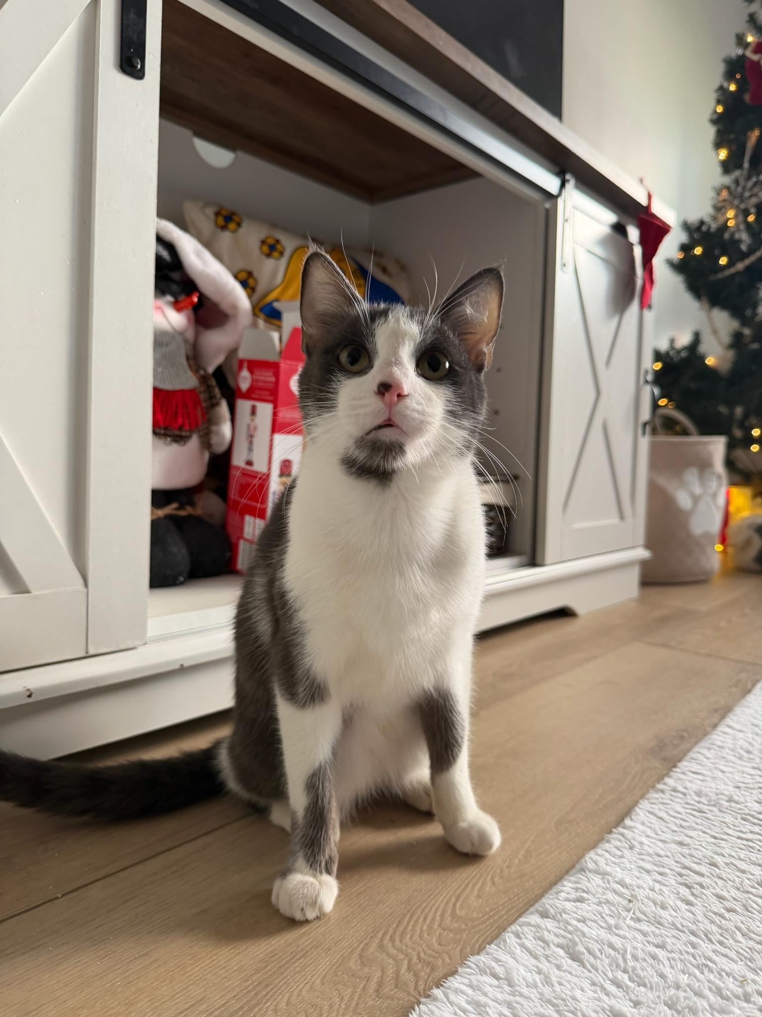 Enlarge Fenix , a Adoptable Tabby in Irvine, CA image 2/6