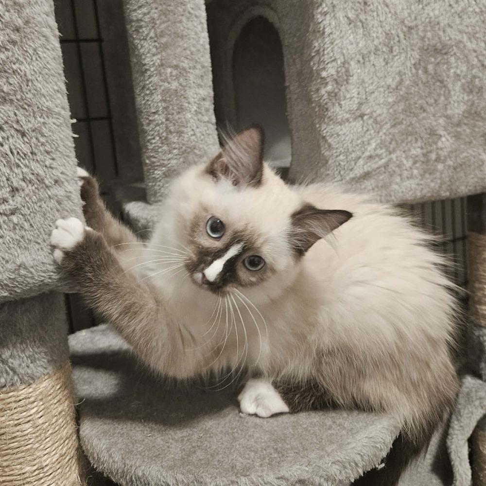 Enlarge Chalupa 2, a Adoptable mixed breed in tucson, AZ image 1/2