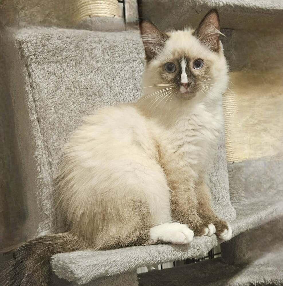 Enlarge Chalupa 2, a Adoptable mixed breed in tucson, AZ image 2/2