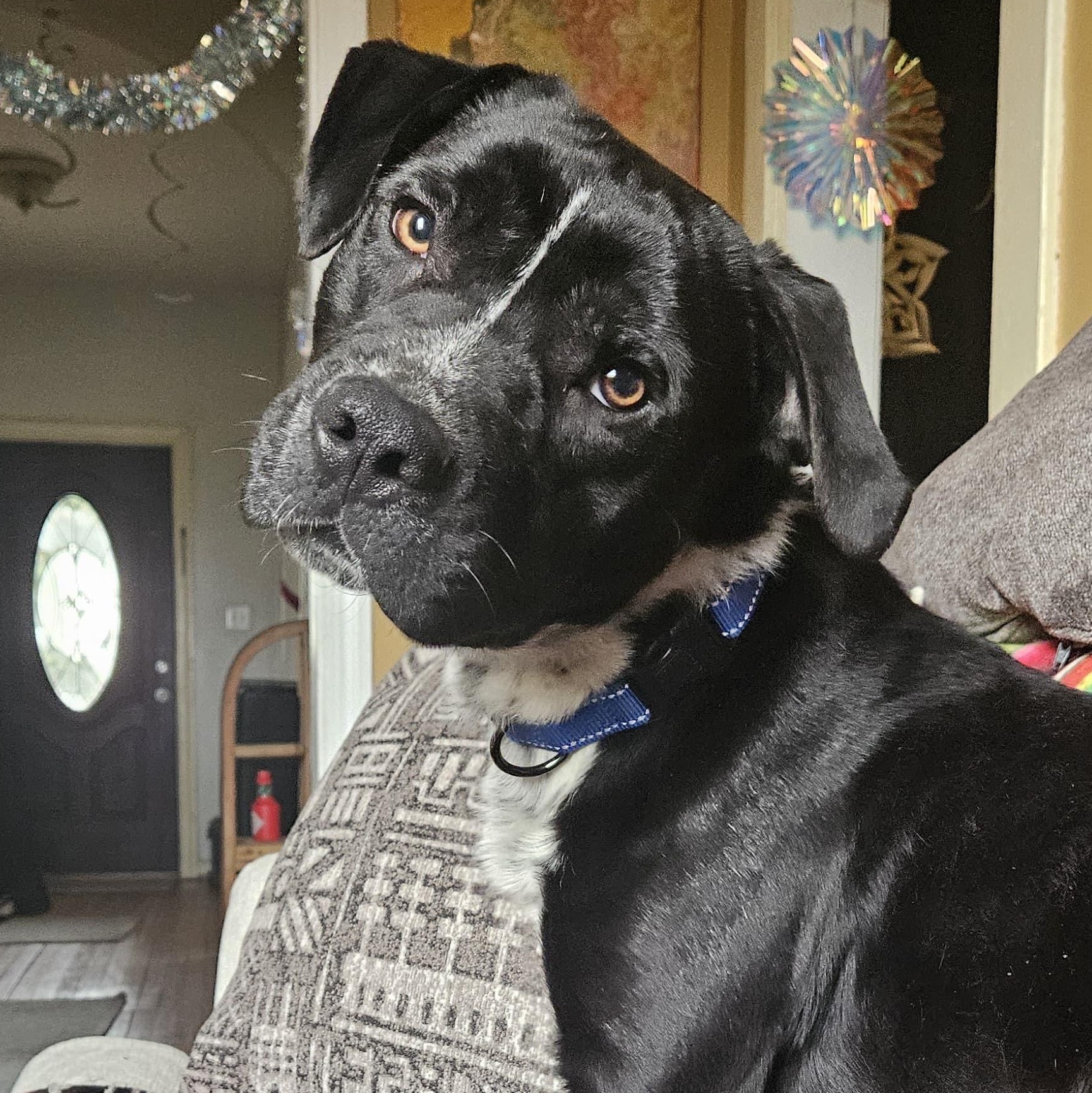 Ringo, Adoptable, Young Male Pit Bull Terrier.