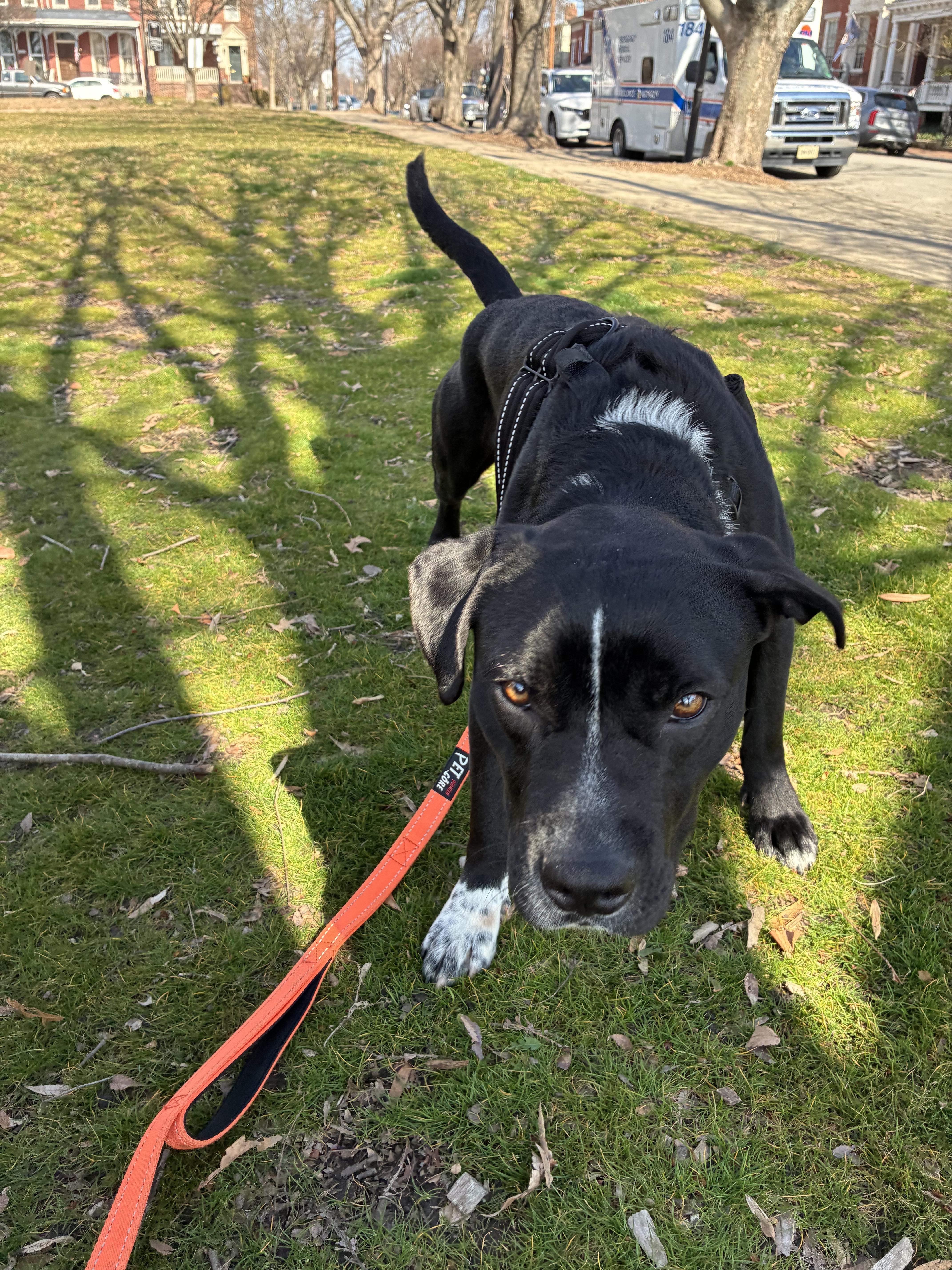Enlarge Ringo, a Adoptable mixed breed in Richmond, VA image 5/6