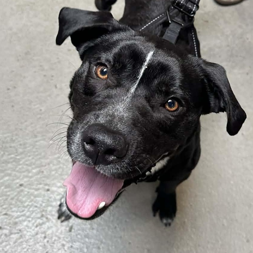 Enlarge Ringo, a Adoptable mixed breed in Richmond, VA image 2/6