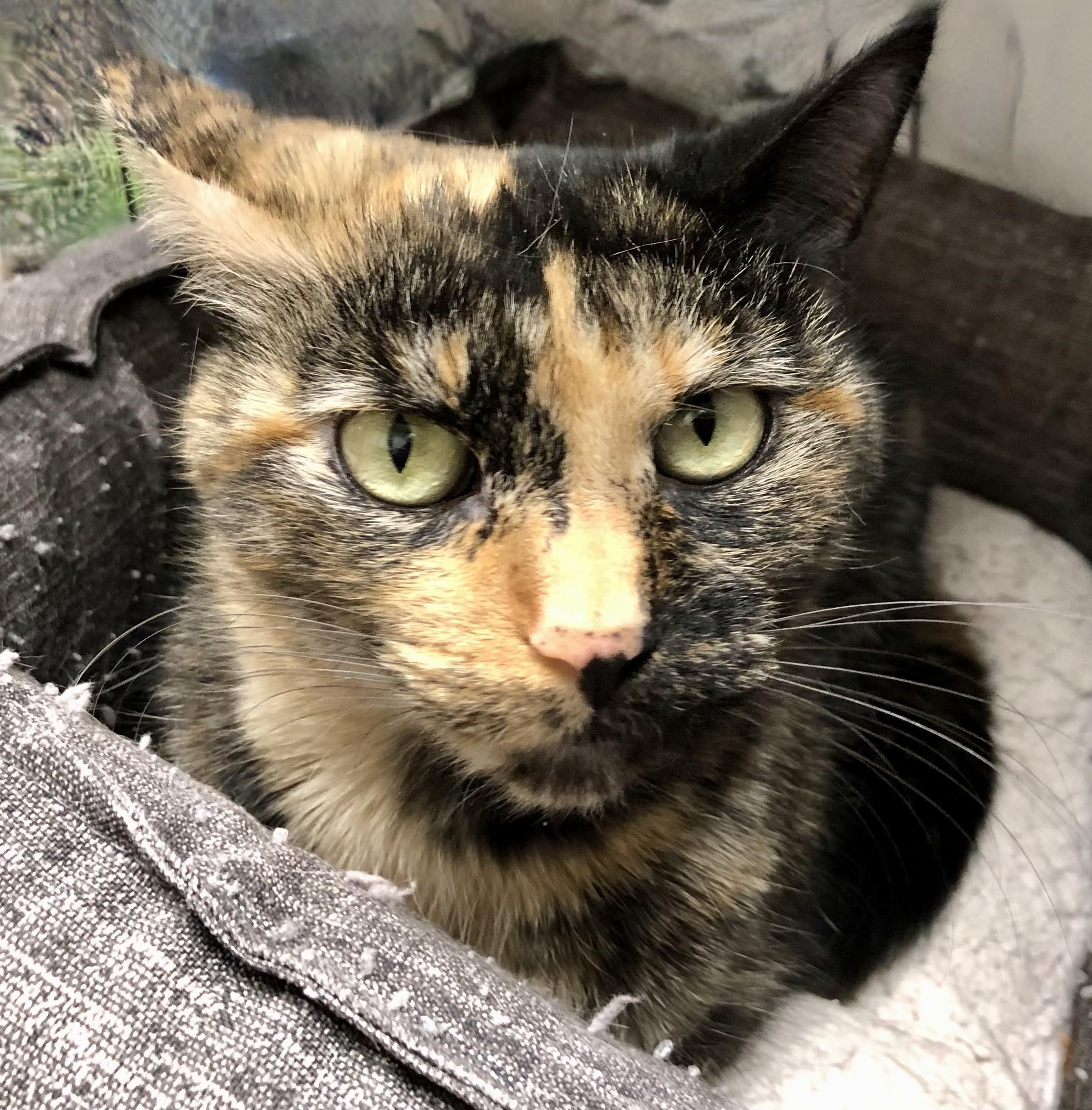 Enlarge BeBe, a Adoptable Tortoiseshell in Miller Beach, IN image 1/1