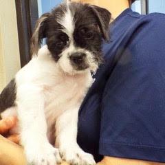Enlarge Pluto, a Adopted mixed breed in Green Valley, AZ image 3/5