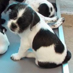 Enlarge Pluto, a Adopted mixed breed in Green Valley, AZ image 5/5