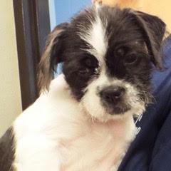 Enlarge Pluto, a Adopted mixed breed in Green Valley, AZ image 1/5