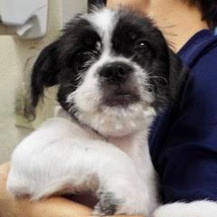 Enlarge Pluto, a Adopted mixed breed in Green Valley, AZ image 2/5